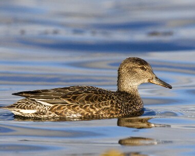 teal141208e Common Teal Langness, Isle of Man