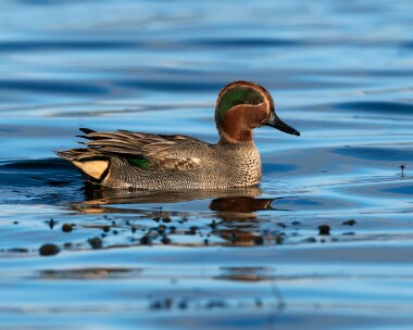 teal141208f Common Teal Langness, Isle of Man