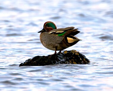 teal180110 Common Teal Langness, Isle of Man
