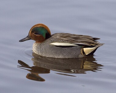 teal200208 Common Teal Martin Mere, Lancashire