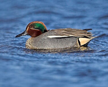teal20070303f Common Teal Langness, Isle of Man