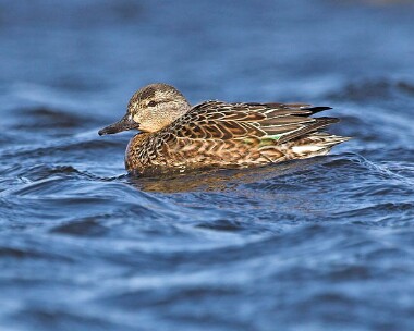 teal20070303g Common Teal Langness, Isle of Man