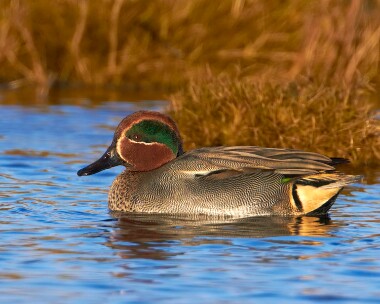 teal251210 Teal Langness, Isle of Man
