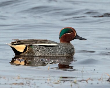 teal280210 Common Teal Langness, Isle of Man