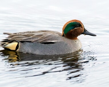 teal290224 Teal Leighton Moss, Lancashire