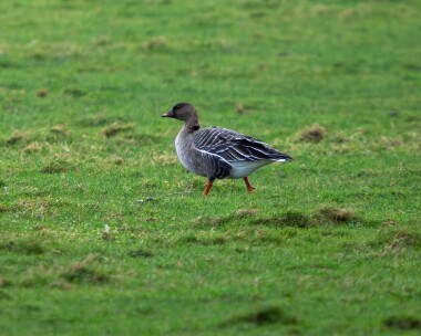 tundrabeangoose300126 Tundra Bean Goose Ballanette, Isle of Man