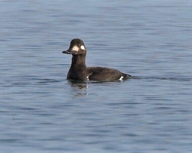 velvetscoter6 Velvet Scoter Derbyhaven Bay, Isle of Man