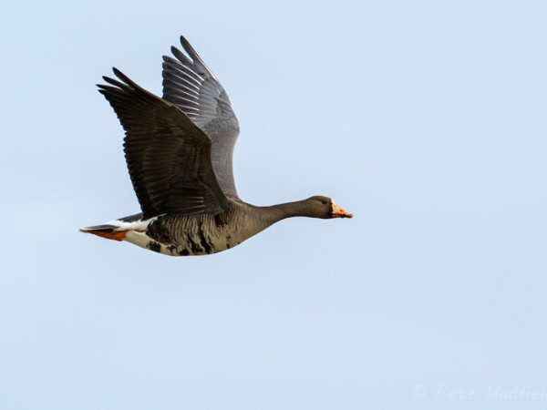 White-fronted Goose