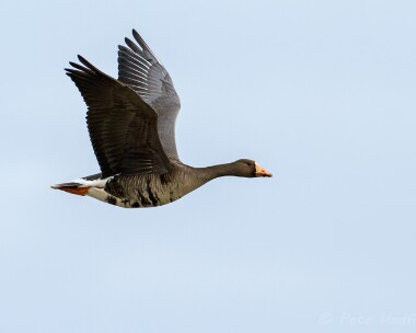whitefrontedgoose060513 White-fronted Goose Balranald, North Uist