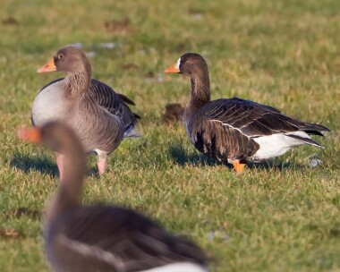 whitefrontgoose191210 White-fronted Goose The Phurt, Isle of Man