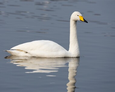 whooperswan200208 Whooper Swan Martin Mere, Lancashire