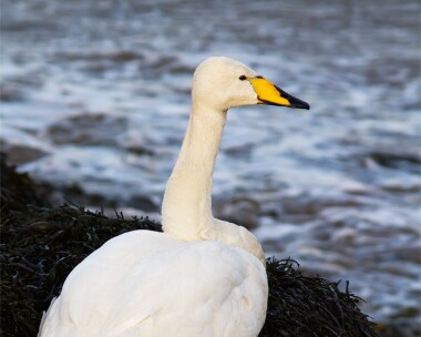 whooperswan220112 Whooper Swan Peel, Isle of Man