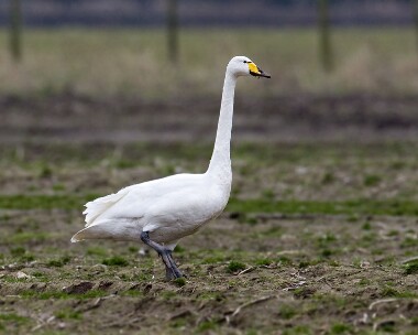 whooperswan280209 Whooper Swan Ballaugh, Isle of Man