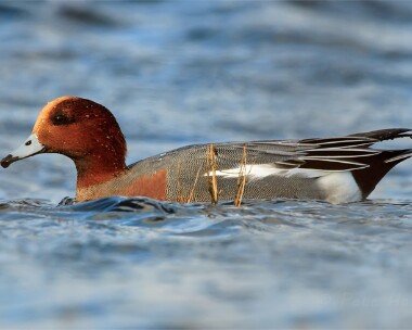 Wigeon20061125i Eurasian Wigeon Langness, Isle of Man