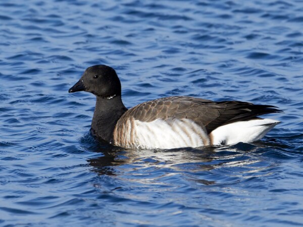 Brent Goose