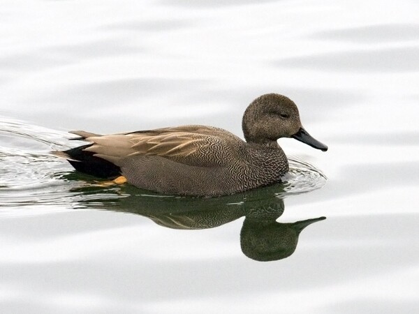 Gadwall