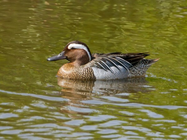 Garganey