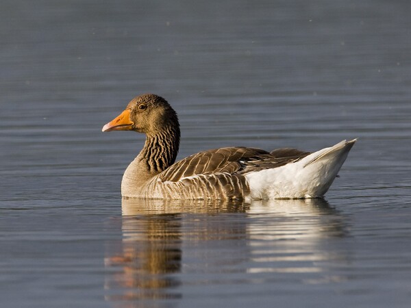 Greylag Goose