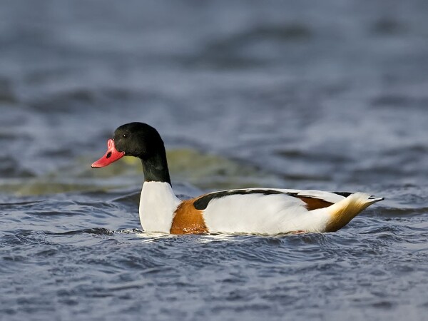 Shelduck