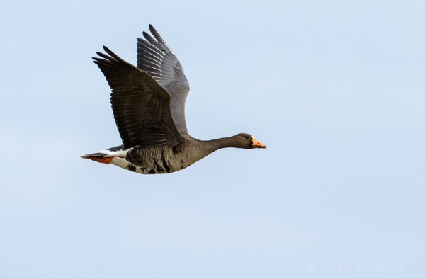 White-fronted Goose