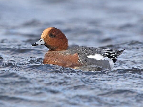 Wigeon