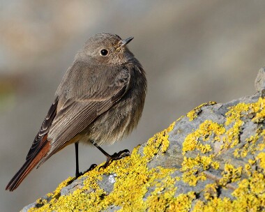 blackredstart010110 Black Redstart Peel, Isle of Man
