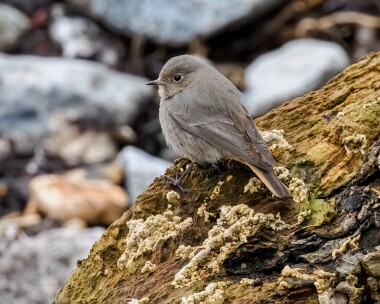 blackredstart040125 Black Redstart Castletown, Isle of Man