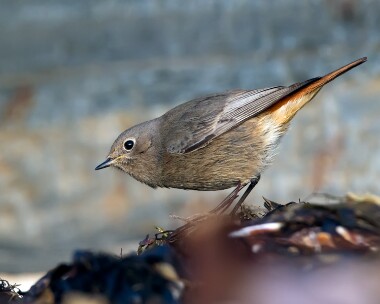 blackredstart170110b Black Redstart Peel, Isle of Man