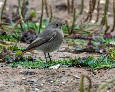 blackredstart191017 Black Redstart Spurn, Yorkshire