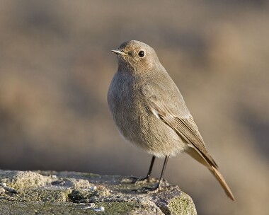 blackredstart231207b Black Redstart Ramsey, Isle of Man