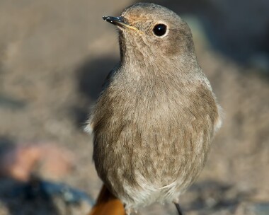 blackredstart231207e Black Redstart Ramsey, Isle of Man