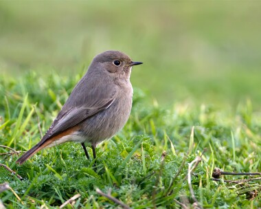 blackredstart280112 Black Redstart Ramsey, Isle of Man
