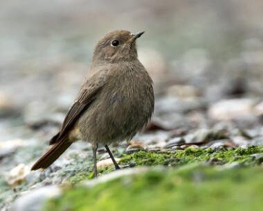 blackredstart280215b Black Redstart Port St Mary, Isle of Man