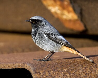 blackredstart311009b Black Redstart Ramsey, Isle of Man