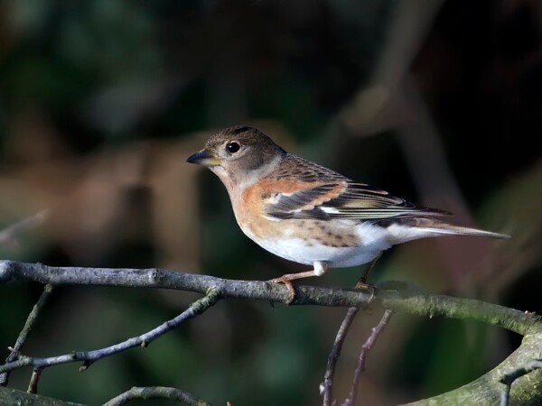 Brambling