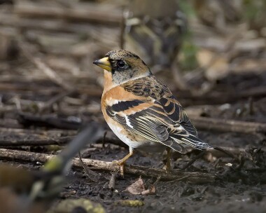 brambling010308 Brambling Titchwell, Norfolk