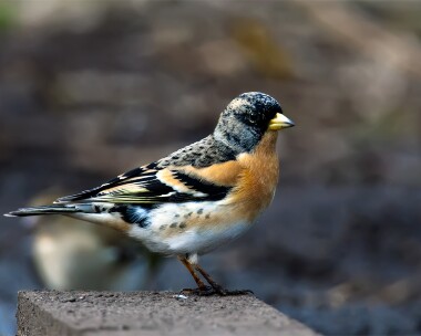 brambling010308b Brambling Titchwell, Norfolk