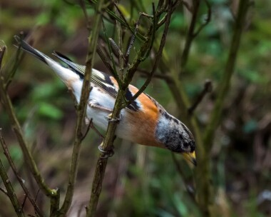 brambling060319 Brambling Nethybridge, Scotland