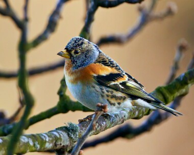 brambling090111 Brambling Bride, Isle of Man