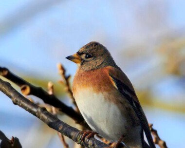 brambling121210 Brambling Bride, Isle of Man