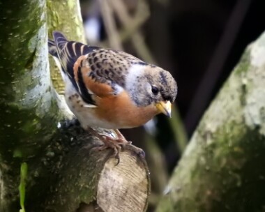 brambling131216 Brambling Douglas, Isle of Man