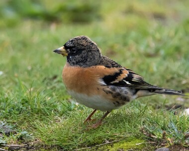 brambling151015 Brambling Burnham Overy, Norfolk