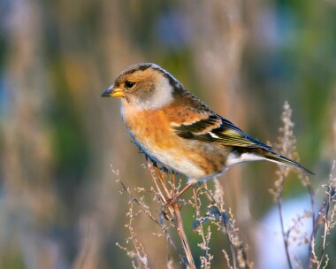 brambling191210 Brambling Bride, Isle of Man
