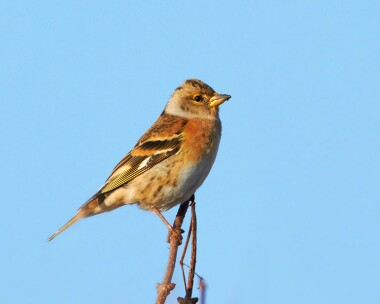 brambling231210 Brambling Bride, Isle of Man