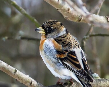 brambling240313 Brambling Carlingwark Loch, Dumfries and Galloway