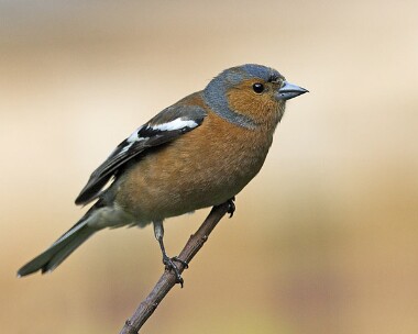 chaffinch20070414 Chaffinch Castletown, Isle of Man