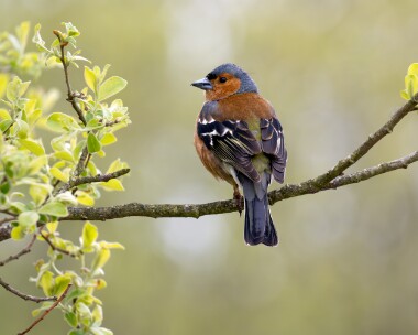chaffinch290423 Chaffinch Smeale, Isle of Man