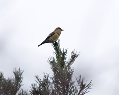 crossbill Crossbill Clocaenog Forest, North Wales