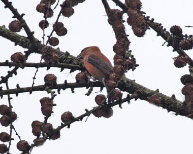 crossbill1 Crossbill Clocaenog Forest, North Wales