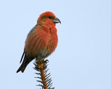 crossbill130211 Crossbill Tholt-y-will Plantation, Isle of Man